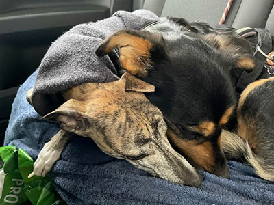 Dogwalker in Berlin - Müde nach dem Dogwalking